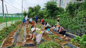 치유텃밭 프로그램_수확