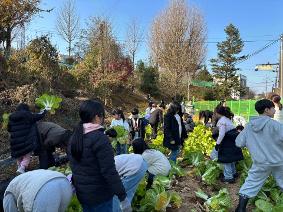 전교생 텃밭 무,배추 수확활동